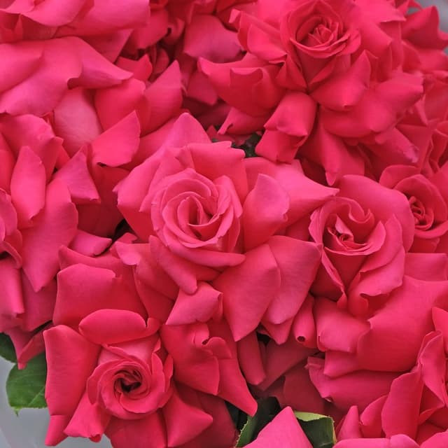 Букет малиновых Роз «Блюз» Букет малиновых Роз «Блюз»