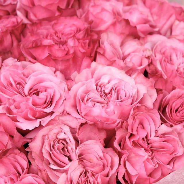 Букет розовых Роз «Кудряшка Сью» Букет розовых Роз «Кудряшка Сью»