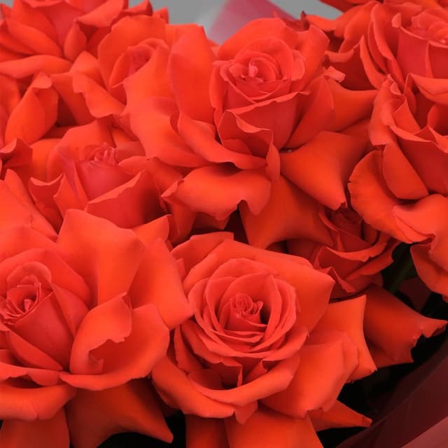 Букет из красных Роз «Мания» Букет из красных Роз «Мания»