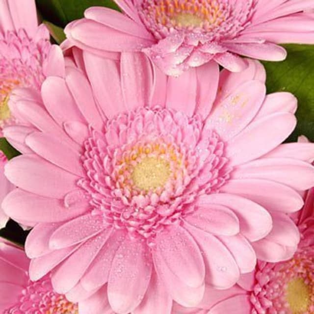 Композиция из Гербер в вазе «Гербера Розовая» Композиция из Гербер в вазе «Гербера Розовая»