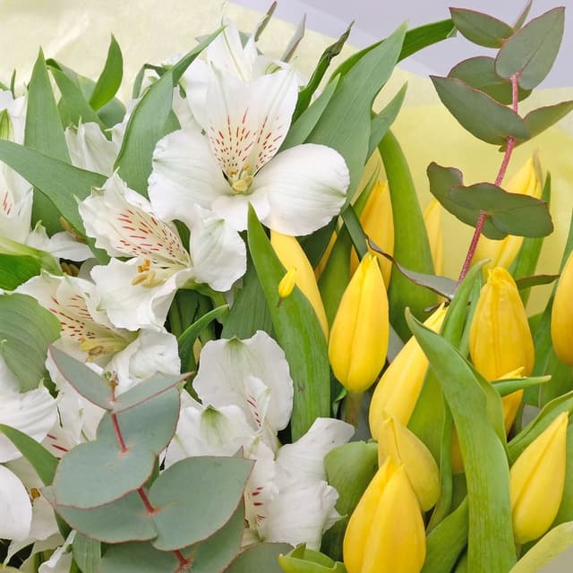 Букет из Альстромерий и Тюльпанов «Белое Солнце» Букет из Альстромерий и Тюльпанов «Белое Солнце»