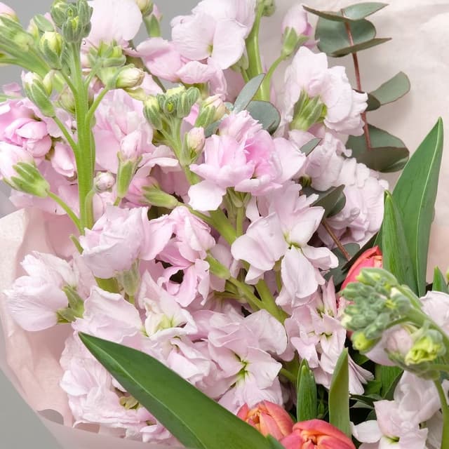 Букет из Тюльпанов и Маттиол «Чудо Мое» Букет из Тюльпанов и Маттиол «Чудо Мое»