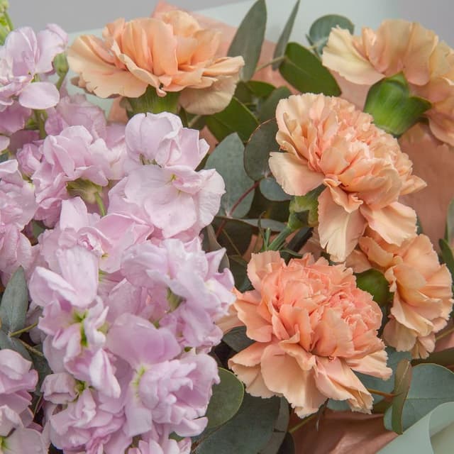 Букет из Маттиол и Диантуса «Летняя свежесть» Букет из Маттиол и Диантуса «Летняя свежесть»