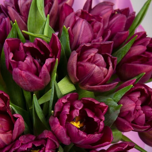 Композиция из Тюльпанов в шляпной коробке «Эффект фиалки» Композиция из Тюльпанов в шляпной коробке «Эффект фиалки»