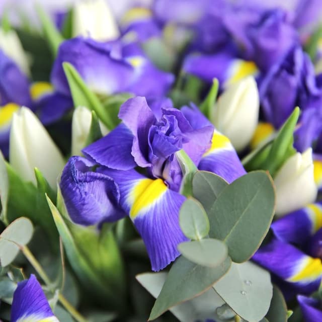 Букет из Тюльпанов и Ирисов «Весенний туман» Букет из Тюльпанов и Ирисов «Весенний туман»