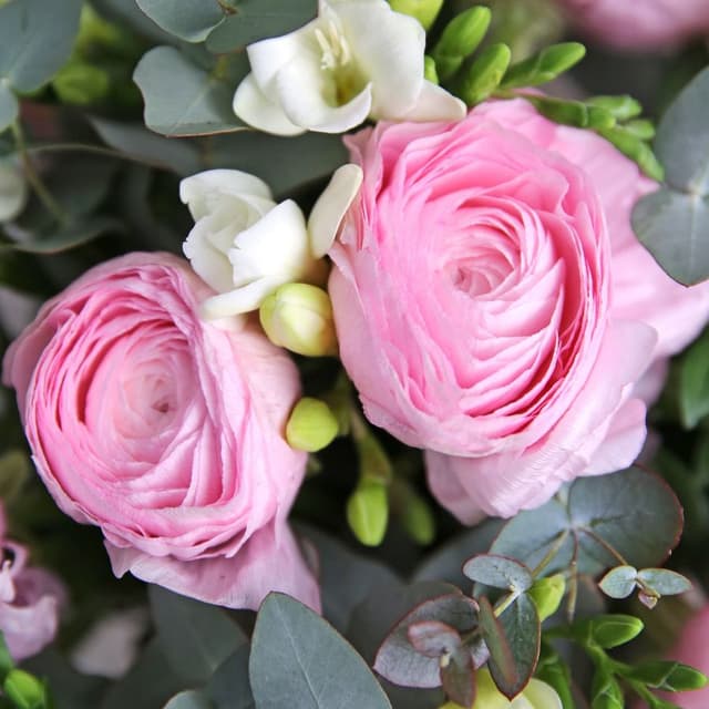 Букет из Ранункулюсов и Фрезии «Розовое мерцание» Букет из Ранункулюсов и Фрезии «Розовое мерцание»