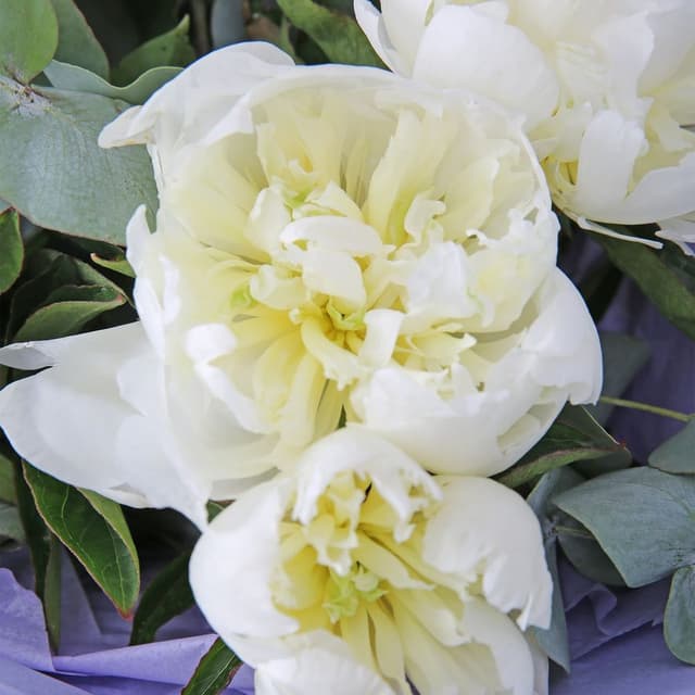 Букет из Пионов и Эвкалипта «Белая магия» Букет из Пионов и Эвкалипта «Белая магия»