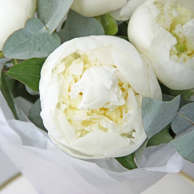 Букет из Пионов и Эвкалипта «Снежная звезда» Букет из Пионов и Эвкалипта «Снежная звезда»