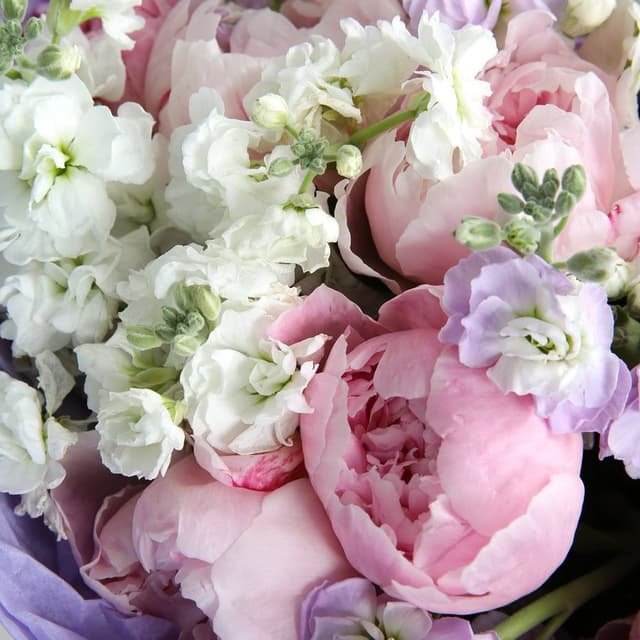 Букет из Пионов и Маттиолы «Ванильное облако» Букет из Пионов и Маттиолы «Ванильное облако»