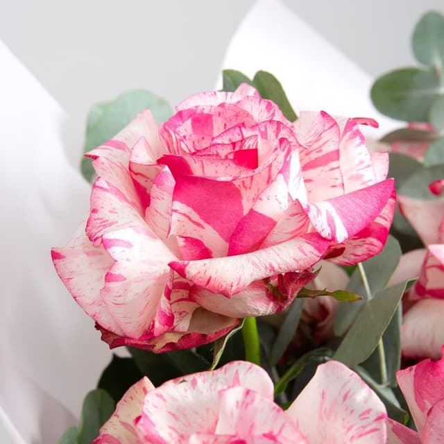 Букет Роз Эквадор «Нежные поцелуи» с эвкалиптом Букет Роз Эквадор «Нежные поцелуи» с эвкалиптом