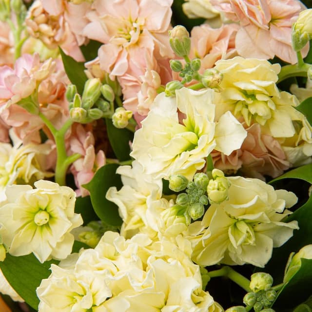 Букет из кустовых Маттиол «Алтарь Нежности» Букет из кустовых Маттиол «Алтарь Нежности»