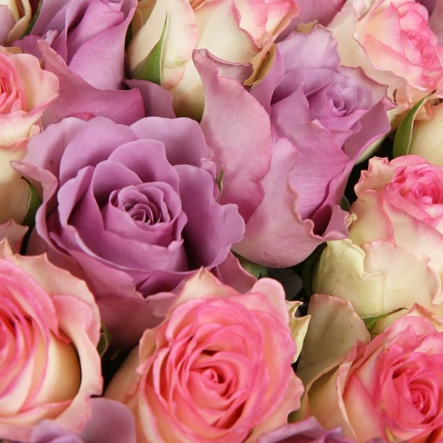 Букет Роз Кения 51 шт «Весеннее вдохновение» Букет Роз Кения 51 шт «Весеннее вдохновение»