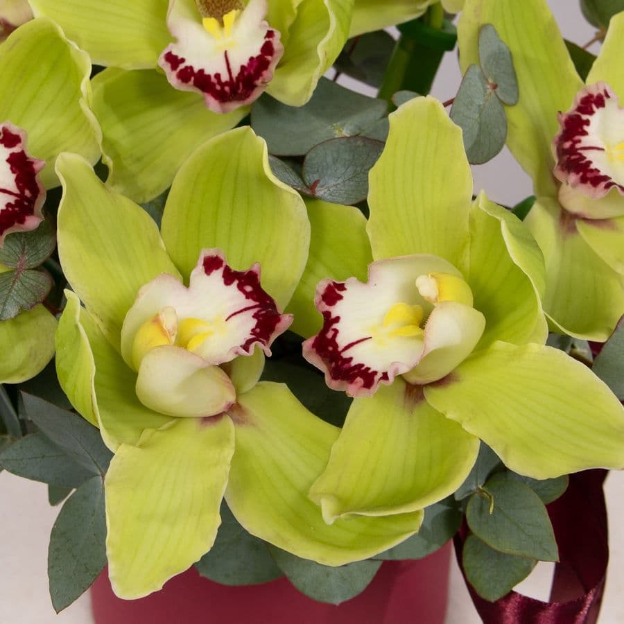 Композиция из Орхидей в шляпной коробке «Зеленый шелк»