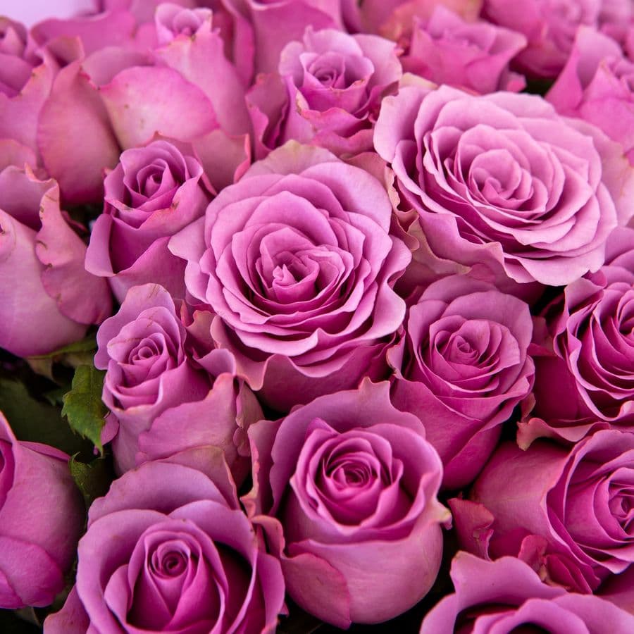 Букет сиреневых Роз Кения 15 шт «Туманный аромат»