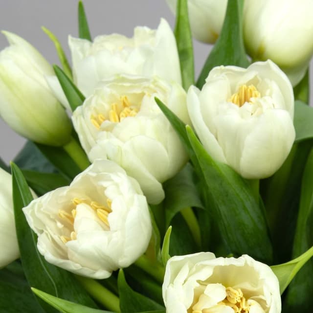 Композиция из Пионовидных Тюльпанов в шляпной коробке «Утро в саду» Композиция из Пионовидных Тюльпанов в шляпной коробке «Утро в саду»