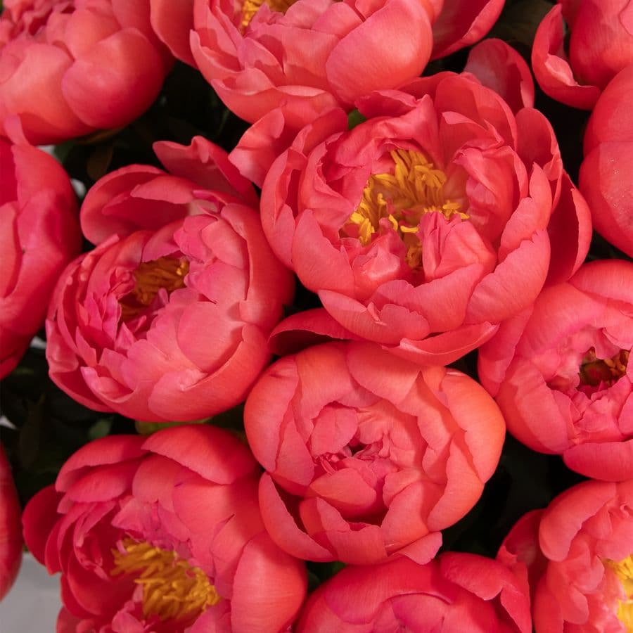 Букет коралловых Пионов «Лагуна грёз»