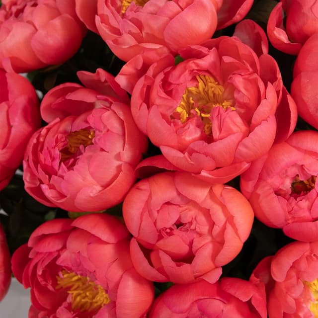 Букет коралловых Пионов «Лагуна грёз» Букет коралловых Пионов «Лагуна грёз»