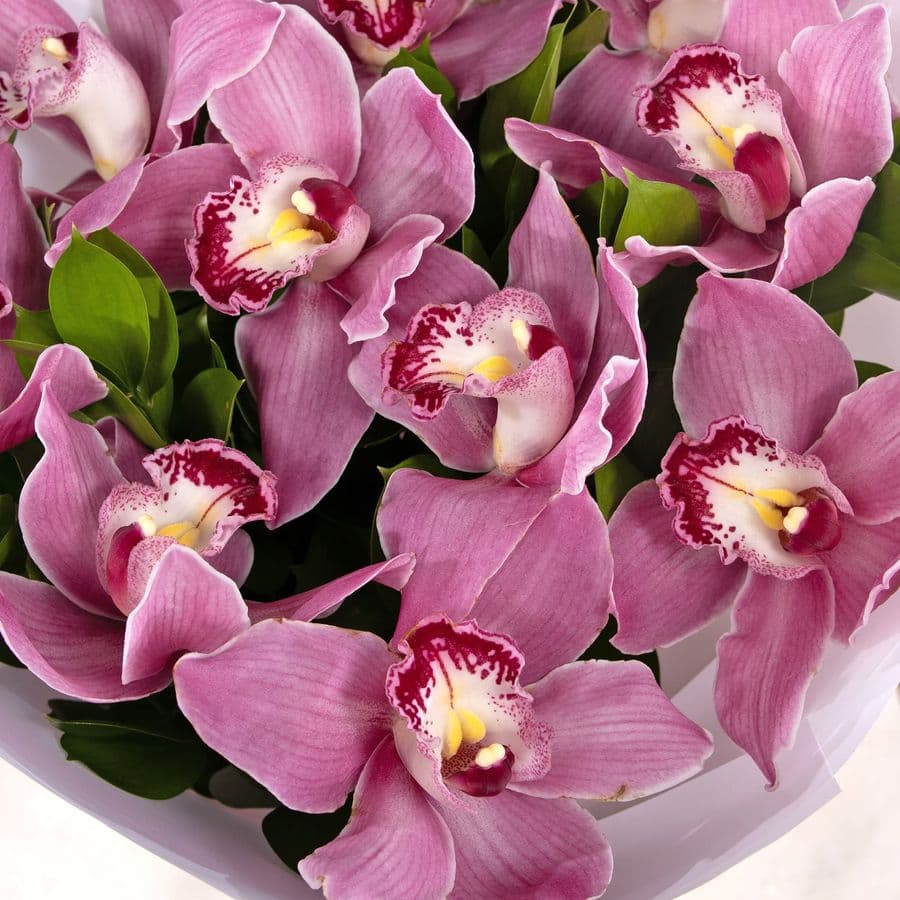 Букет Орхидей «Розовый мираж»