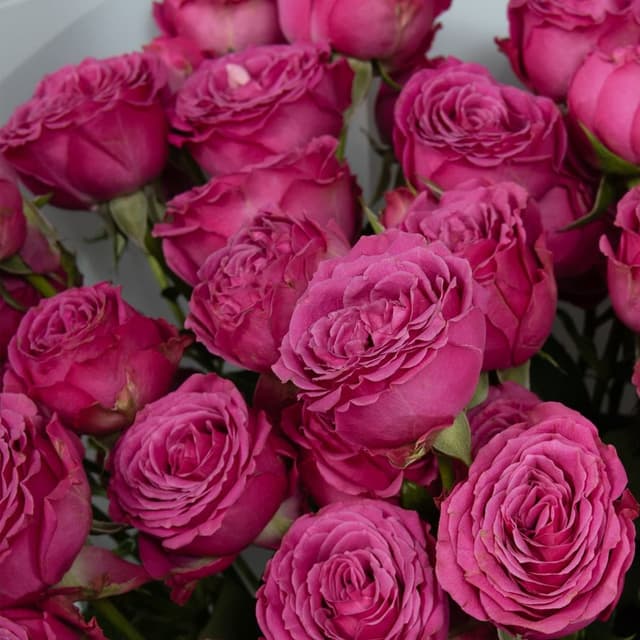 Букет из кустовых пионовидных Роз «Сладкая нега» Букет из кустовых пионовидных Роз «Сладкая нега»