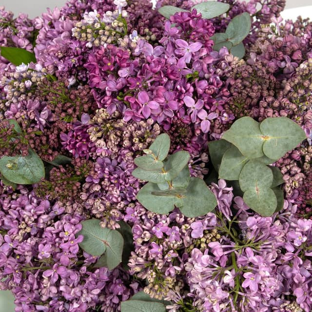 Букет из Сирени «Сказка мая» Букет из Сирени «Сказка мая»