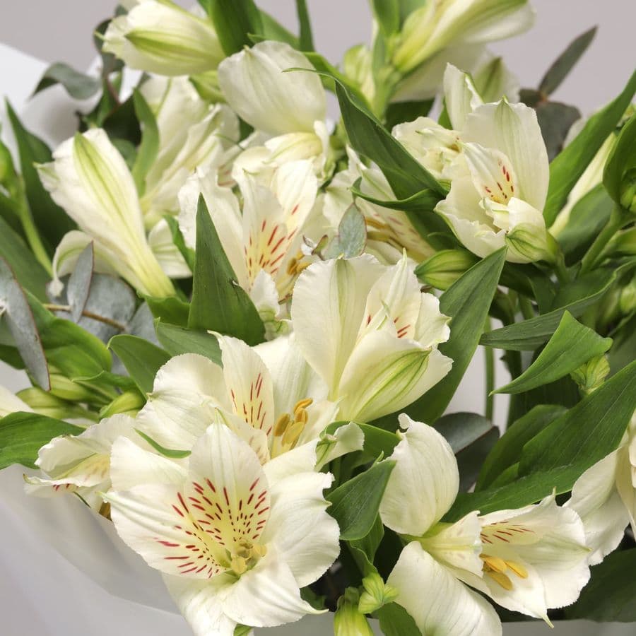 Букет из Альстромерий «Хрустальная Мелодия»