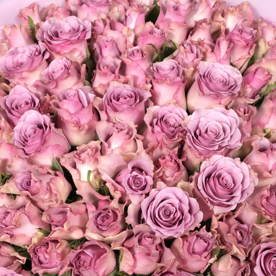 Букет Роз Кения 101 шт «Мистический Цветок»