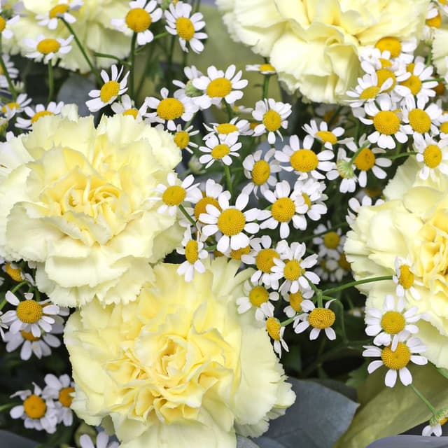 Букет из Гвоздик и Ромашек «Теплый полдень» Букет из Гвоздик и Ромашек «Теплый полдень»