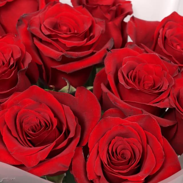 Букет Роз Эквадор 11 шт «Сила притяжения» Букет Роз Эквадор 11 шт «Сила притяжения»