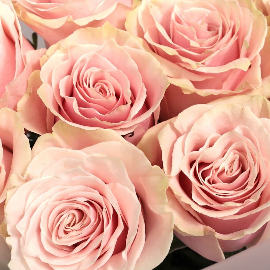 Букет Роз Эквадор 11 шт «Порхание чувств»