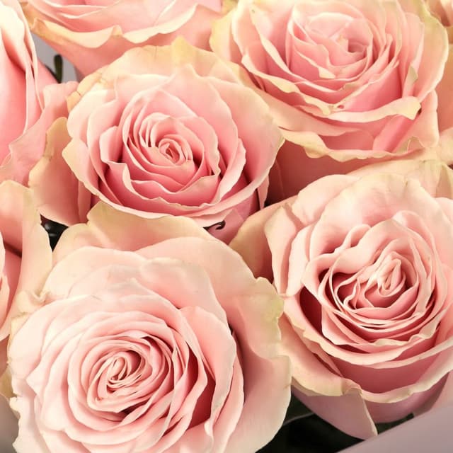 Букет Роз Эквадор 11 шт «Порхание чувств» Букет Роз Эквадор 11 шт «Порхание чувств»