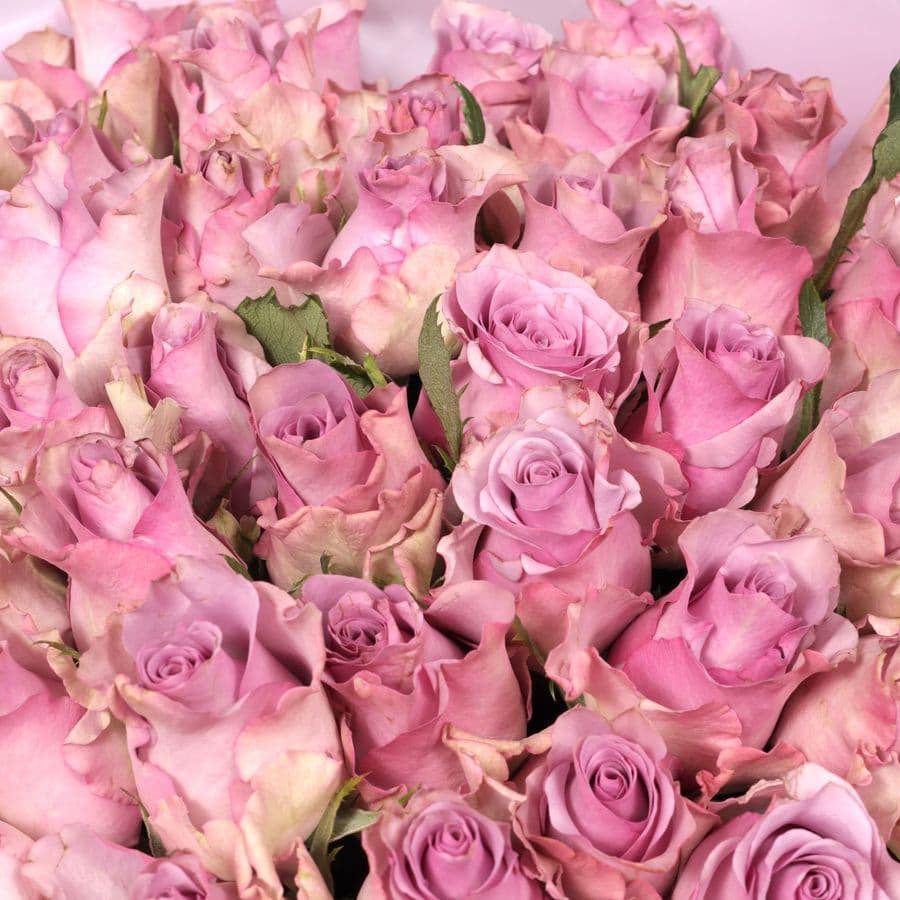 Букет Роз Кения 51 шт «Мистик Роуз»