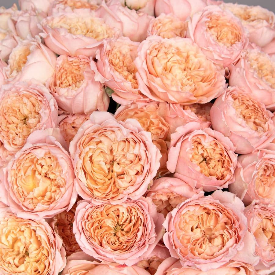 Букет из кустовых Роз Джульетта «Розовый сон»