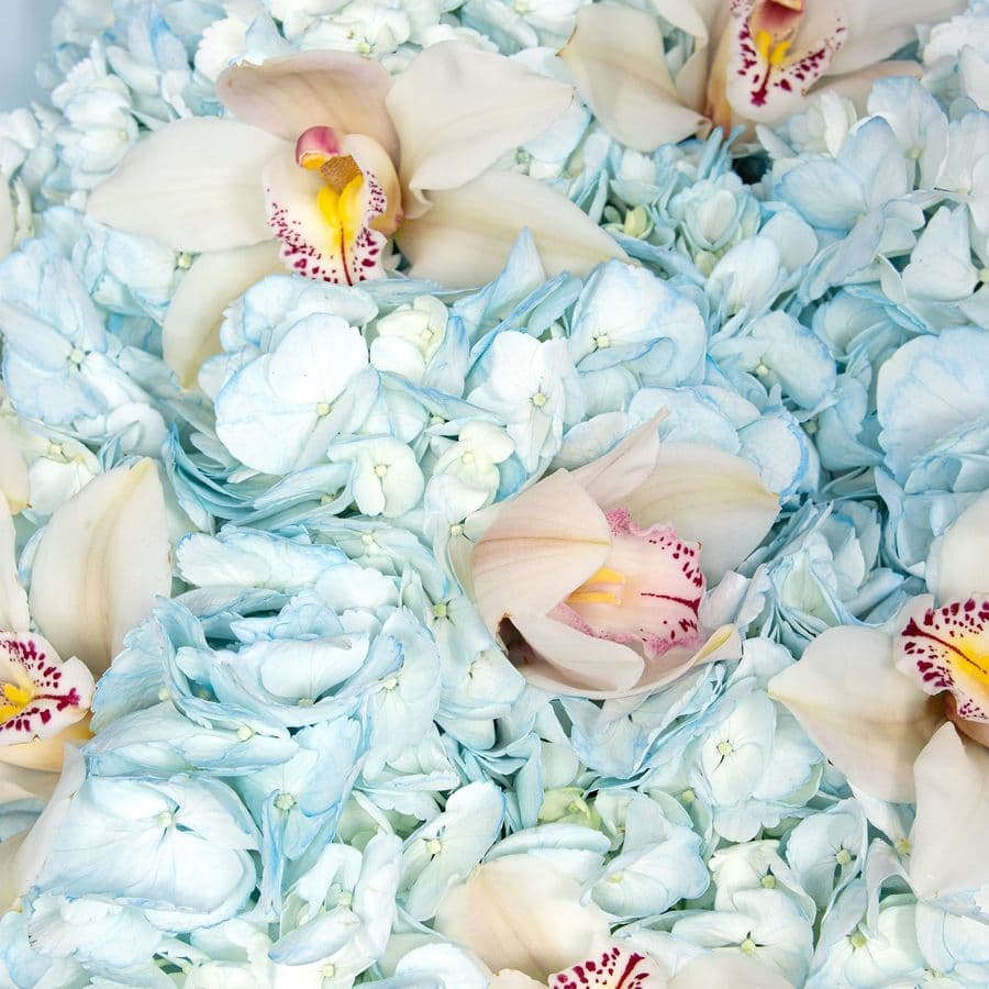 Букет из Гортензий и Орхидей «Дыхание неба»