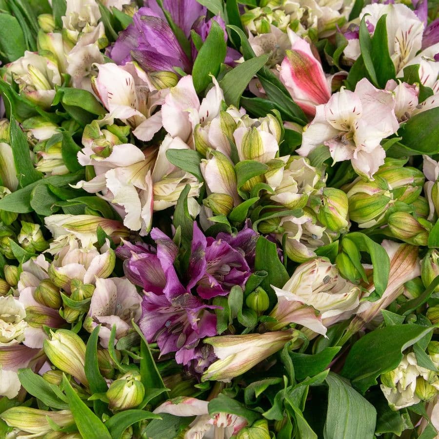 Букет Альстромерий «Цветочный вихрь»