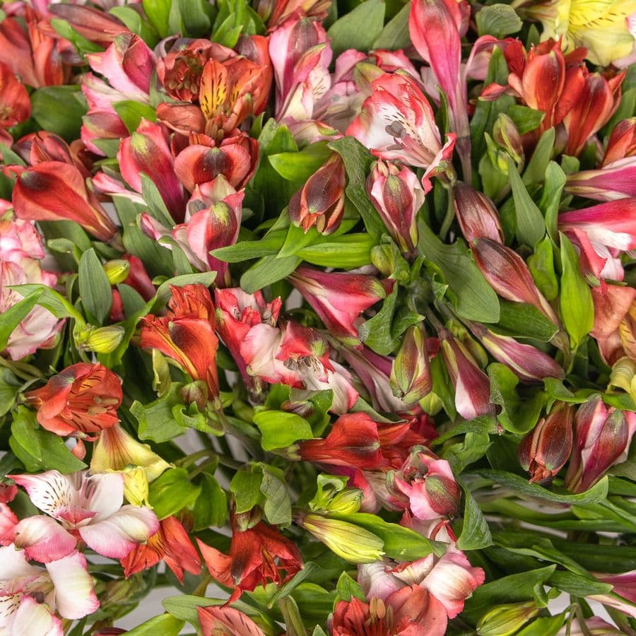 Букет Альстромерий «Сердце в цвету»