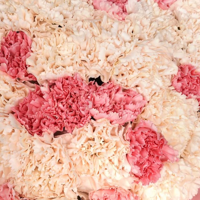 Букет из Гвоздик «Облака на рассвете» Букет из Гвоздик «Облака на рассвете»