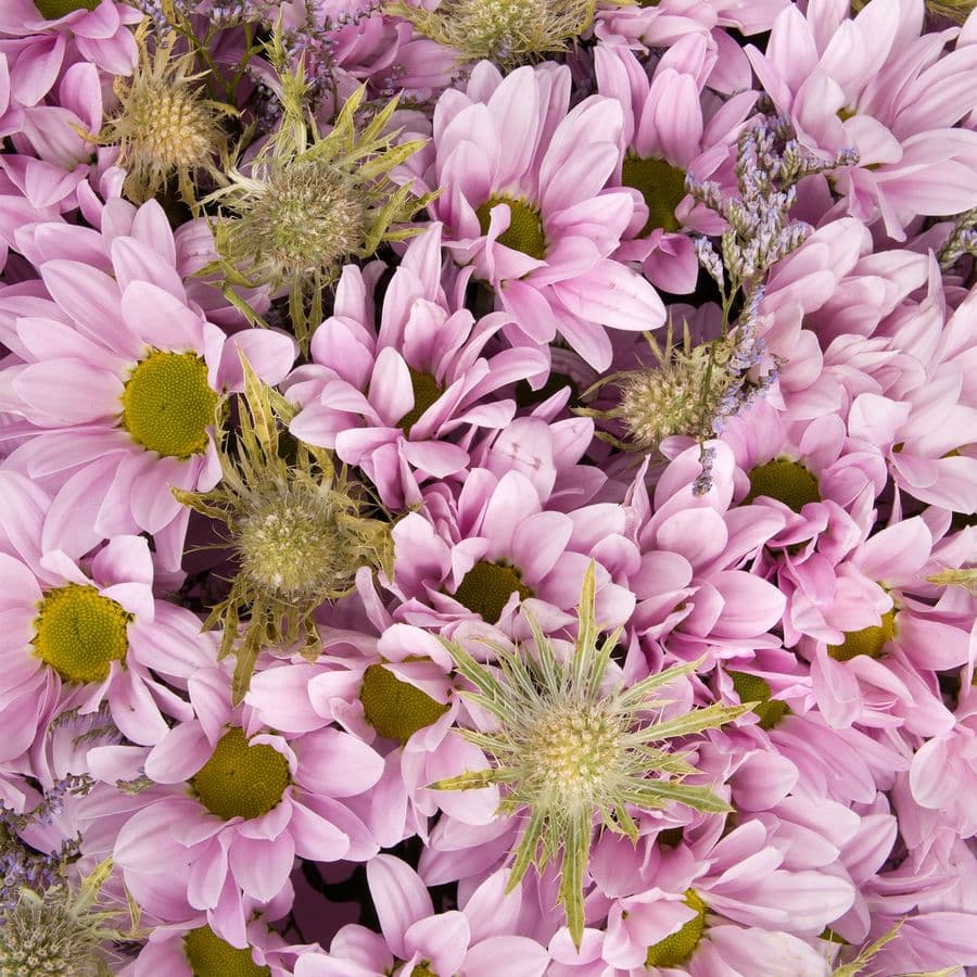 Букет из Хризантем и Эрингиума «Лунная трава»