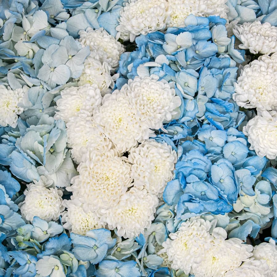 Букет из Гортензий и Хризантем Сантини «Объятия ветра»