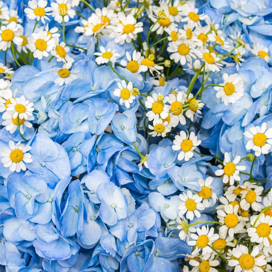 Букет из Гортензий и Ромашек «Свидание у моря»