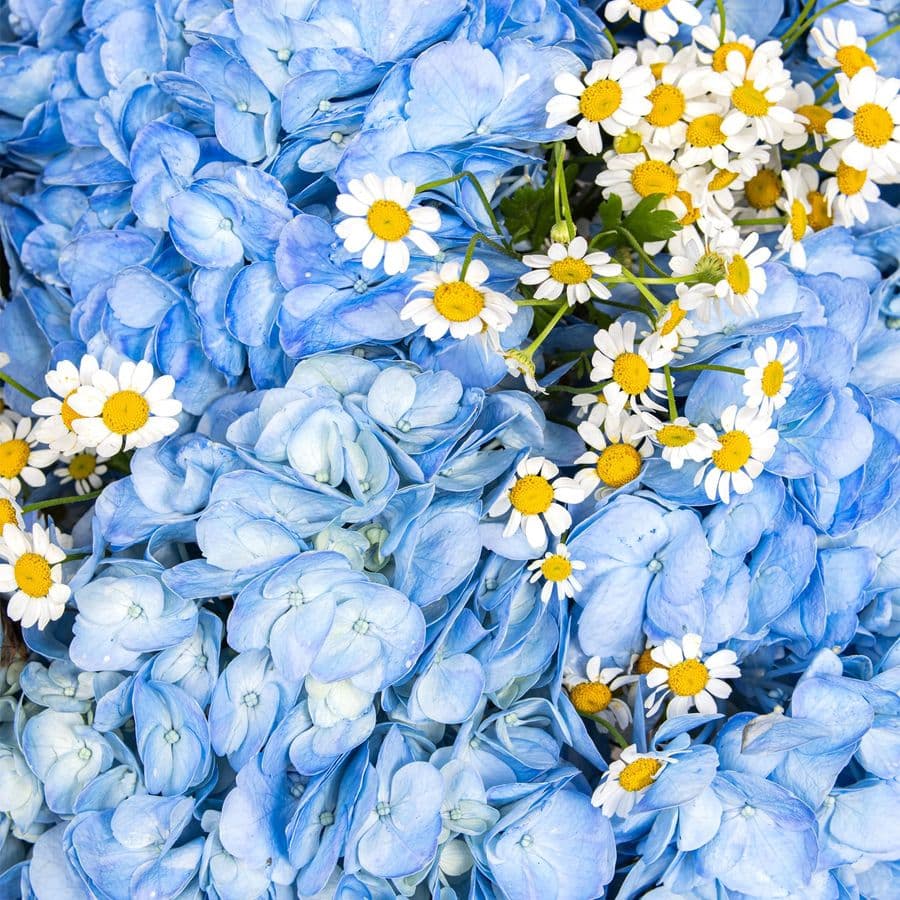 Букет из Гортензий и Ромашек «Небо в ромашках»