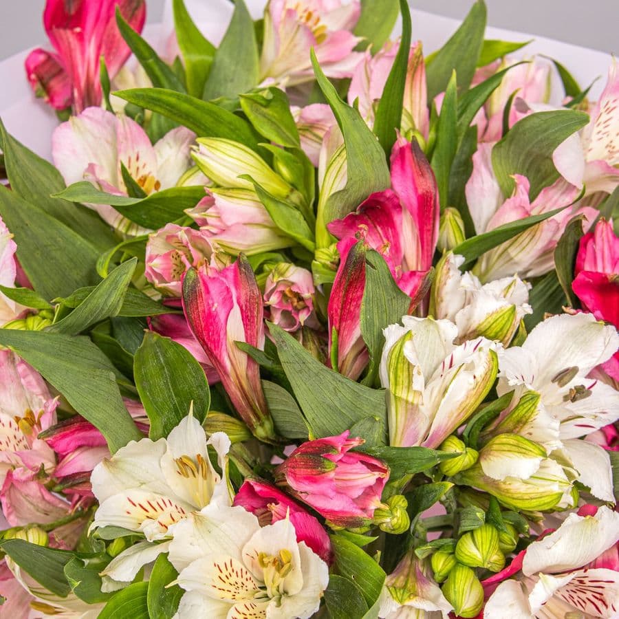 Букет Альстромерий «Дочь зари»