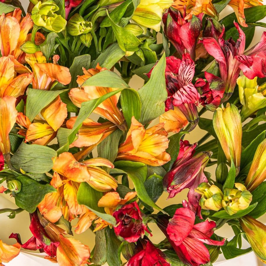 Букет Альстромерий «Танец пламени»