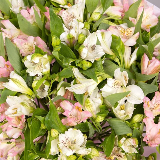 Букет Альстромерий «Тропический поцелуй» Букет Альстромерий «Тропический поцелуй»