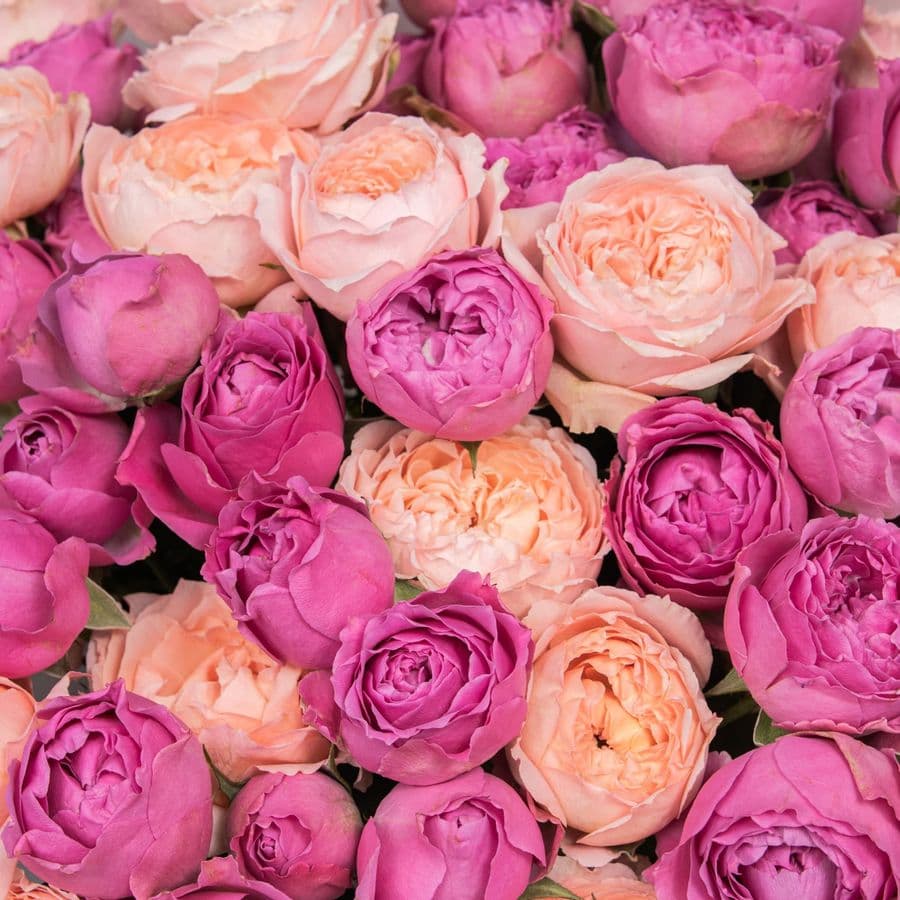 Букет Кустовых Роз «Малиновая заря»