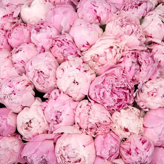 Букет Пионов «Мечты Сары» Букет Пионов «Мечты Сары»