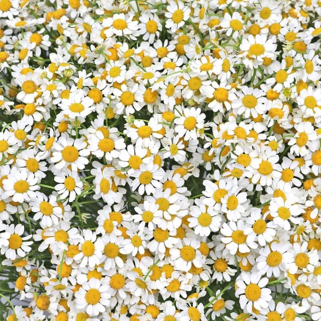 Букет Ромашек «Солнечная поляна» Букет Ромашек «Солнечная поляна»