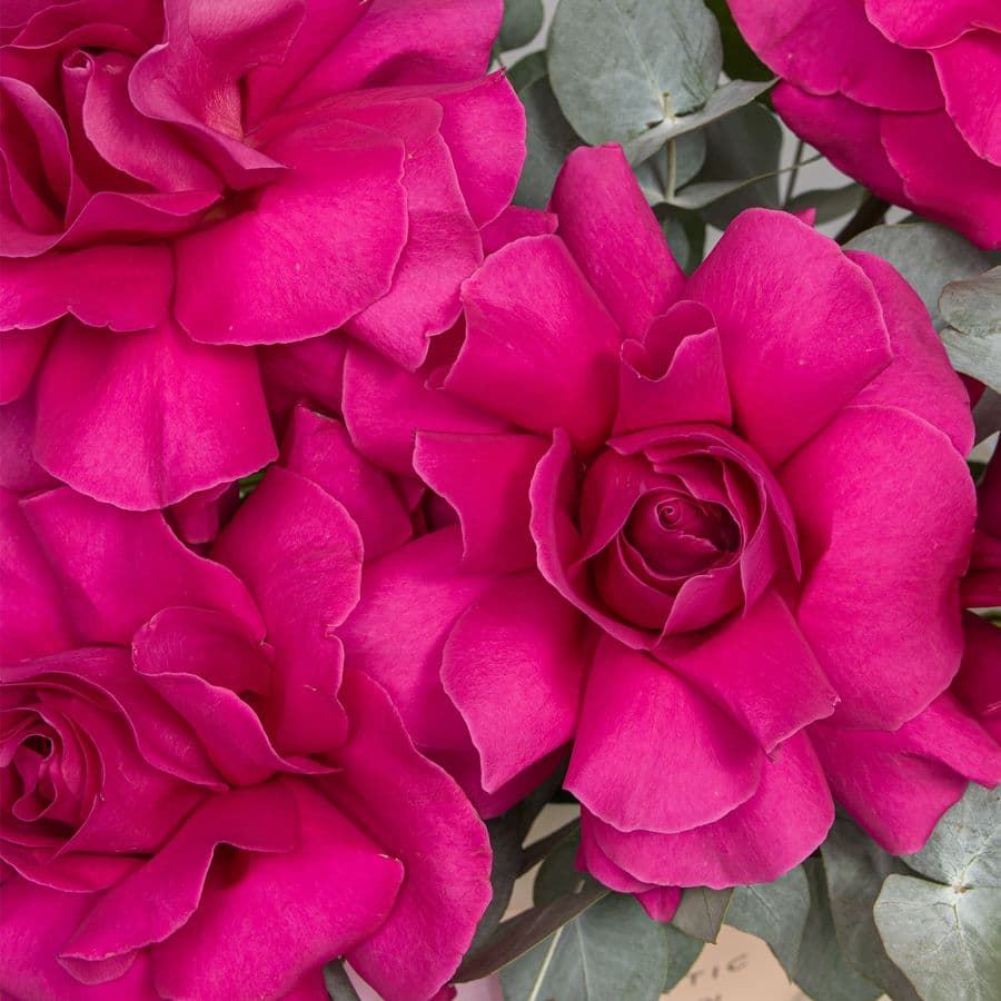 Композиция из Роз Эквадор в шляпной коробке «Сладкая Нежность»