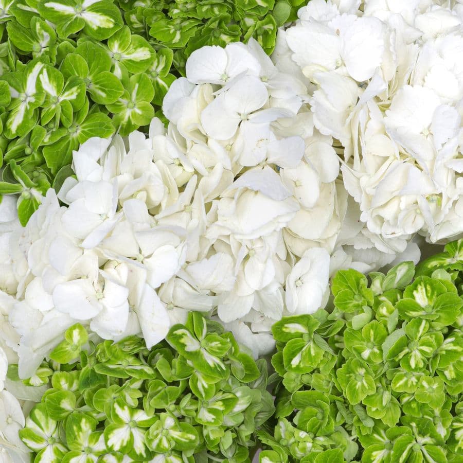 Букет из Гортензий «Снежная мята»