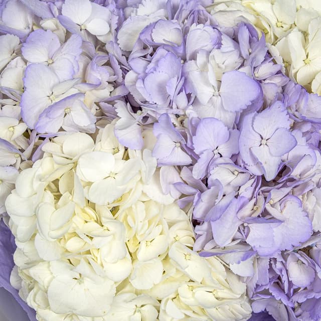 Букет из Гортензий «Сиреневая Нежность» Букет из Гортензий «Сиреневая Нежность»