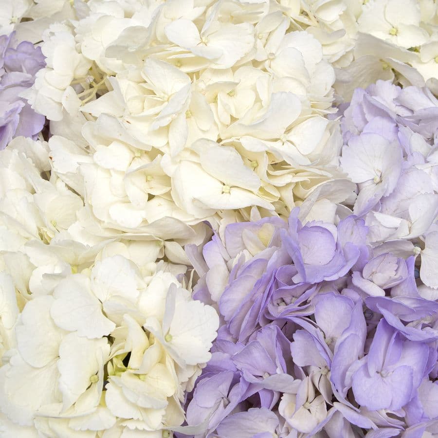 Букет из Гортензий «Сиреневая Мечта»